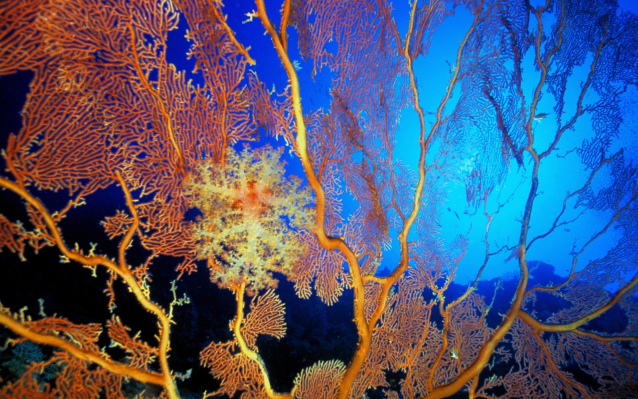 Marine Life Wallpaper Selection (1) #13 - 1280x800