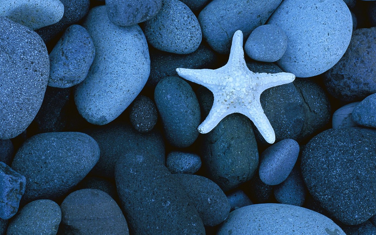 Marine Life Wallpaper Selection (1) #16 - 1280x800