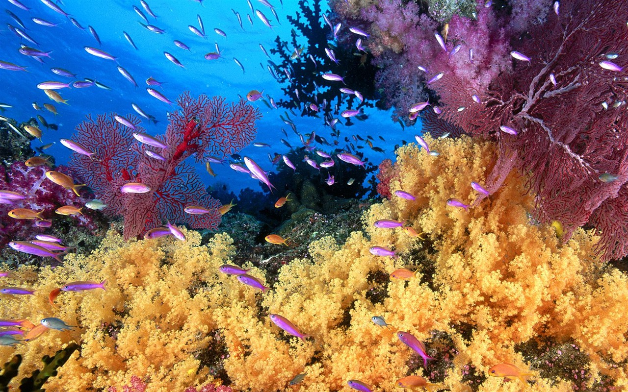 Marine Life Wallpaper Selection (1) #20 - 1280x800