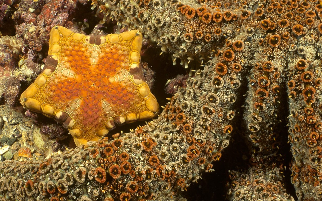海洋生物壁紙精選(一) #21 - 1280x800