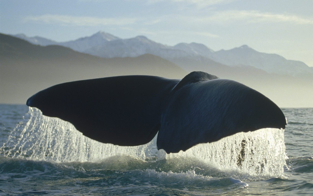 海洋生物壁紙精選(一) #22 - 1280x800