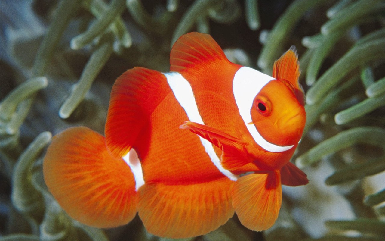 海洋生物壁紙精選(一) #23 - 1280x800