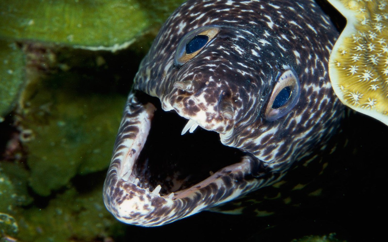 海洋生物壁紙精選(一) #26 - 1280x800