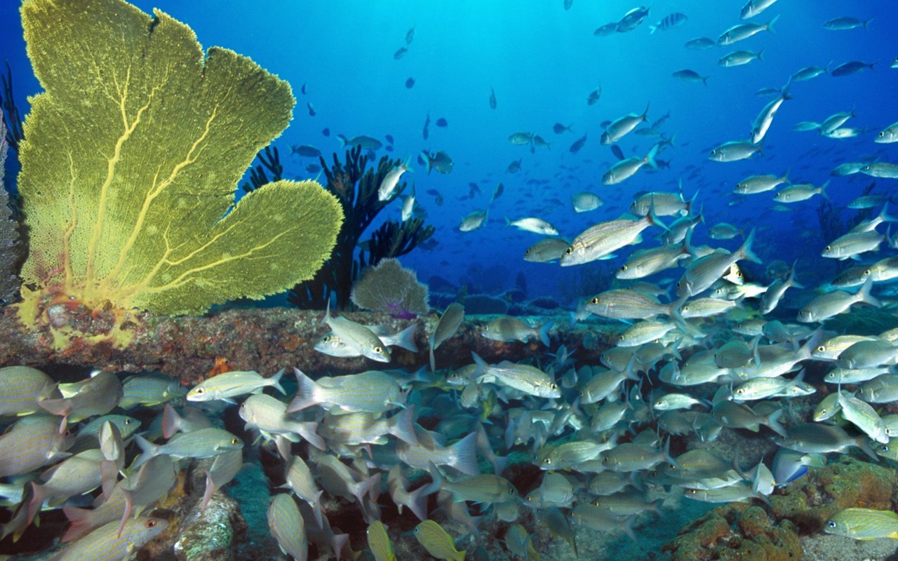 Marine Life Wallpaper Selection (1) #28 - 1280x800