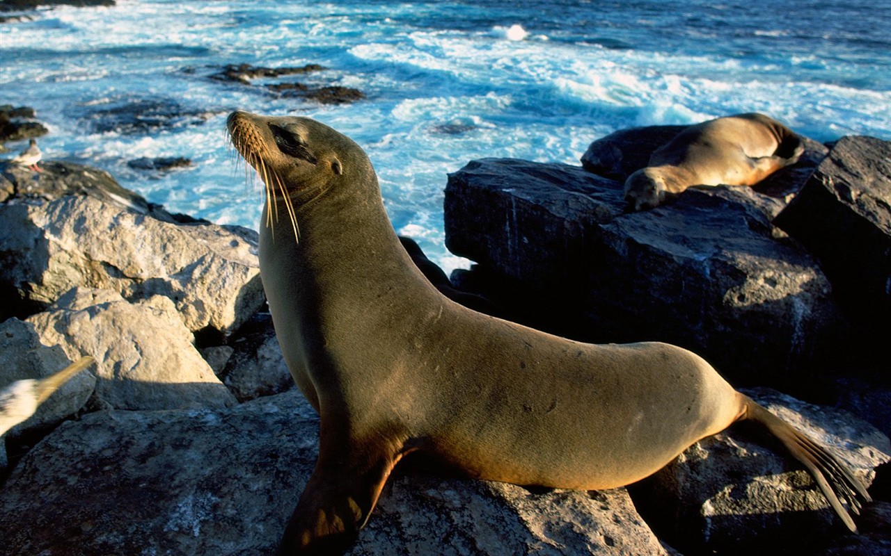 Marine Life Wallpaper Selection (1) #29 - 1280x800