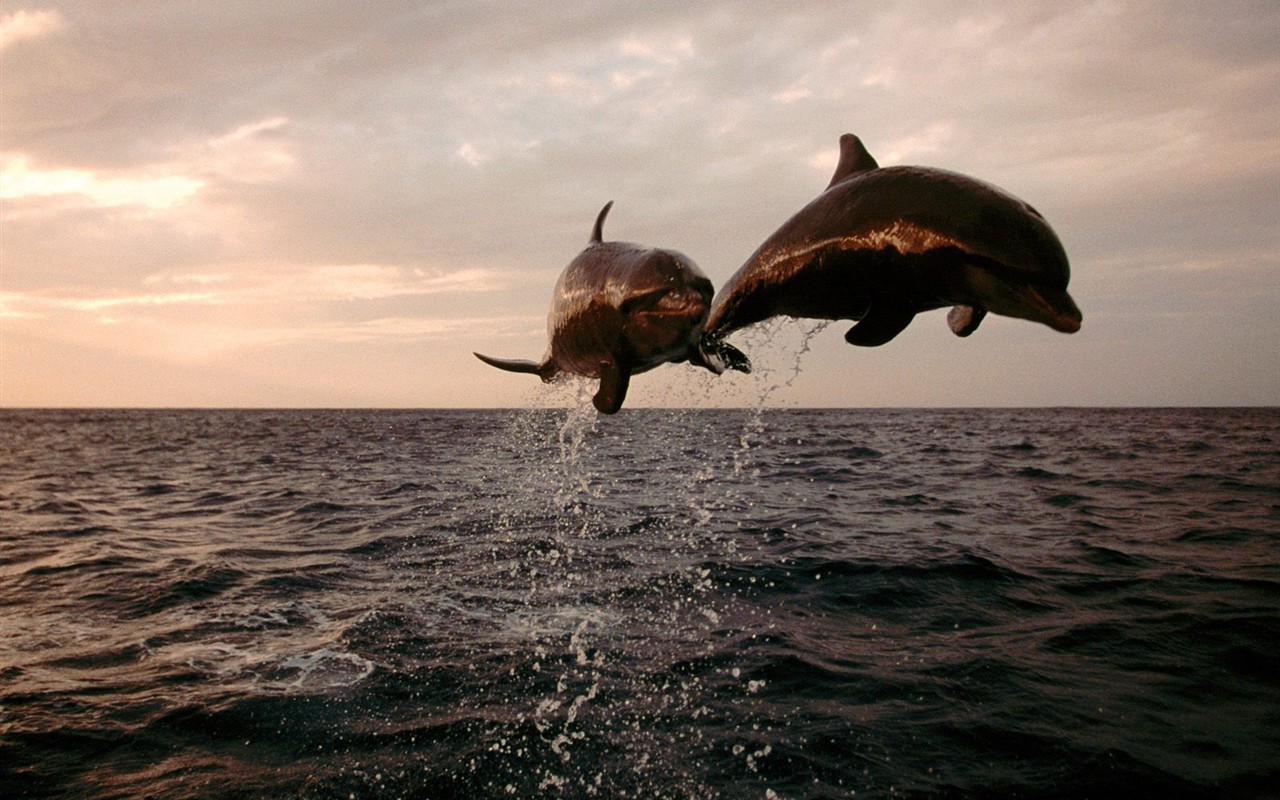 海洋生物壁紙精選(一) #36 - 1280x800