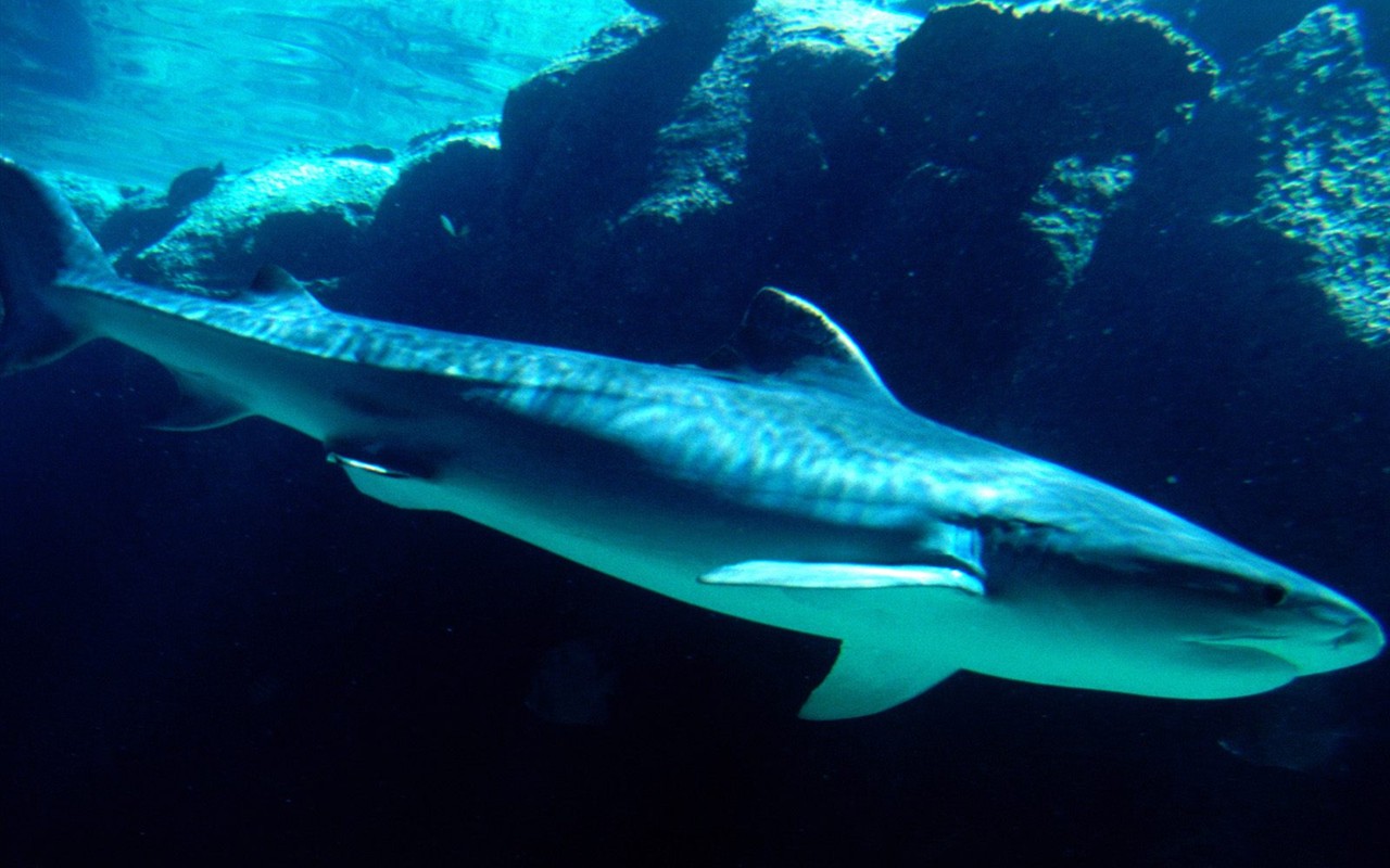 海洋生物壁纸精选(一)38 - 1280x800