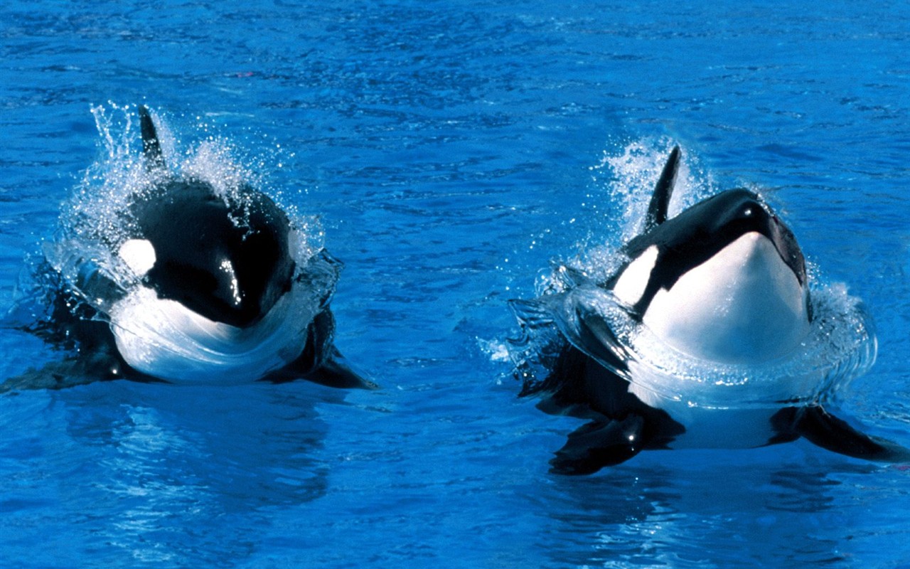 海洋生物壁紙精選(一) #39 - 1280x800