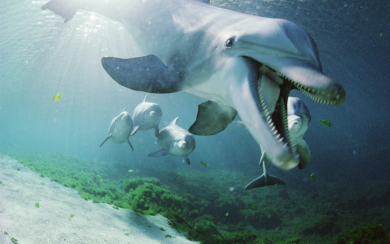 Marine Life Wallpaper výběr (2) #4 - 1280x800