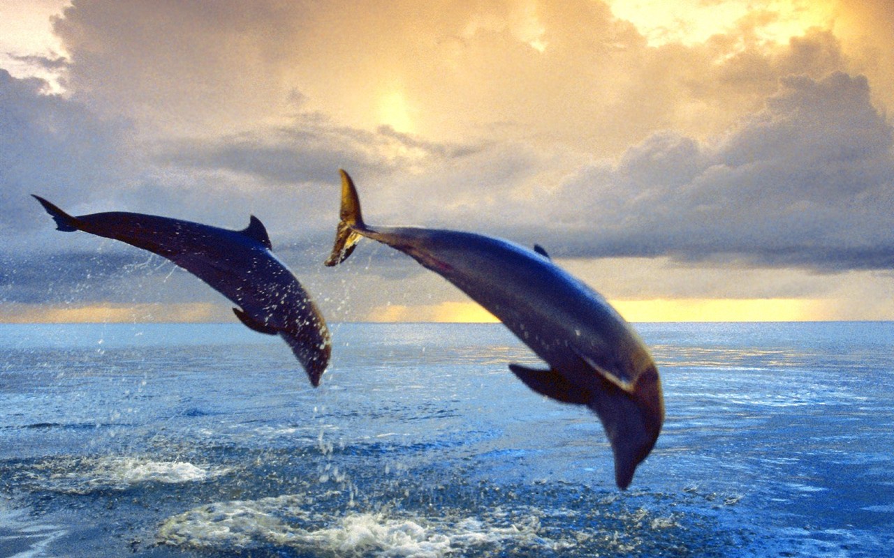Marine Life Wallpaper výběr (2) #5 - 1280x800