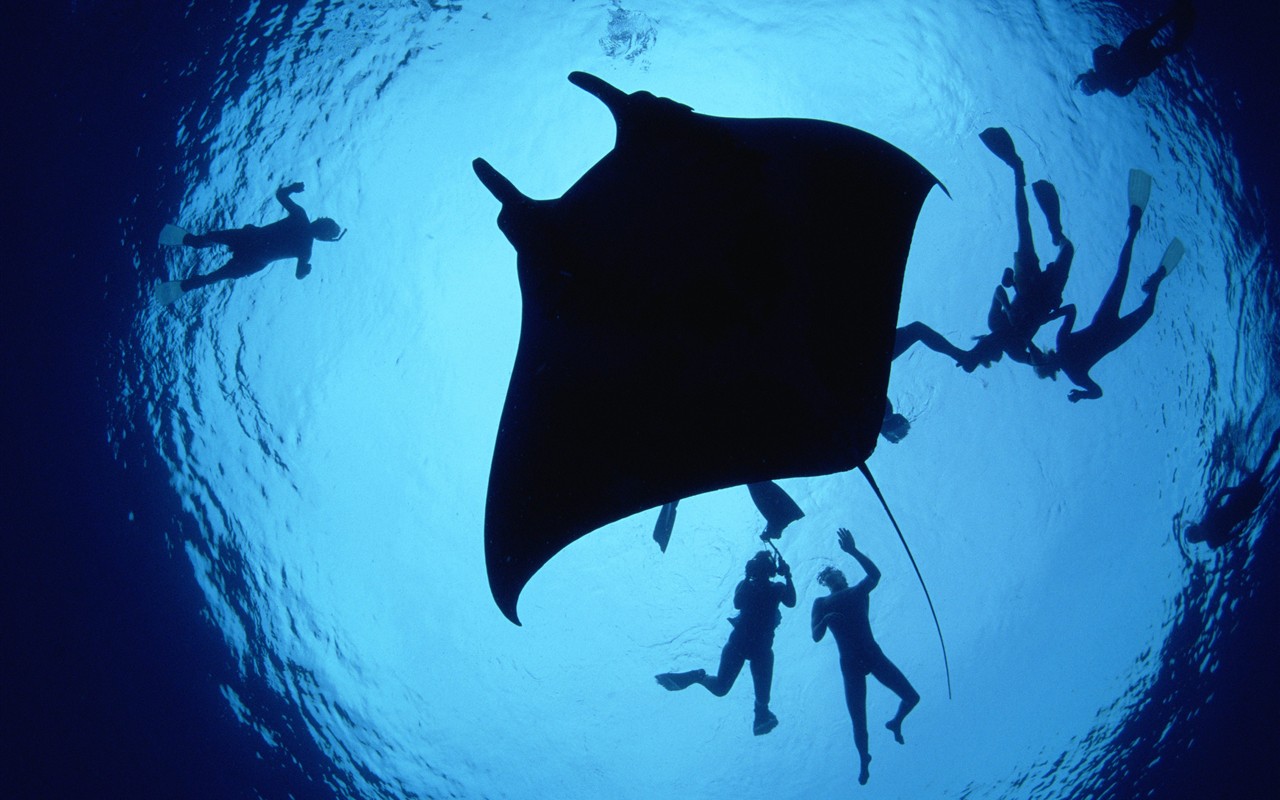 海洋生物壁紙精選(二) #14 - 1280x800