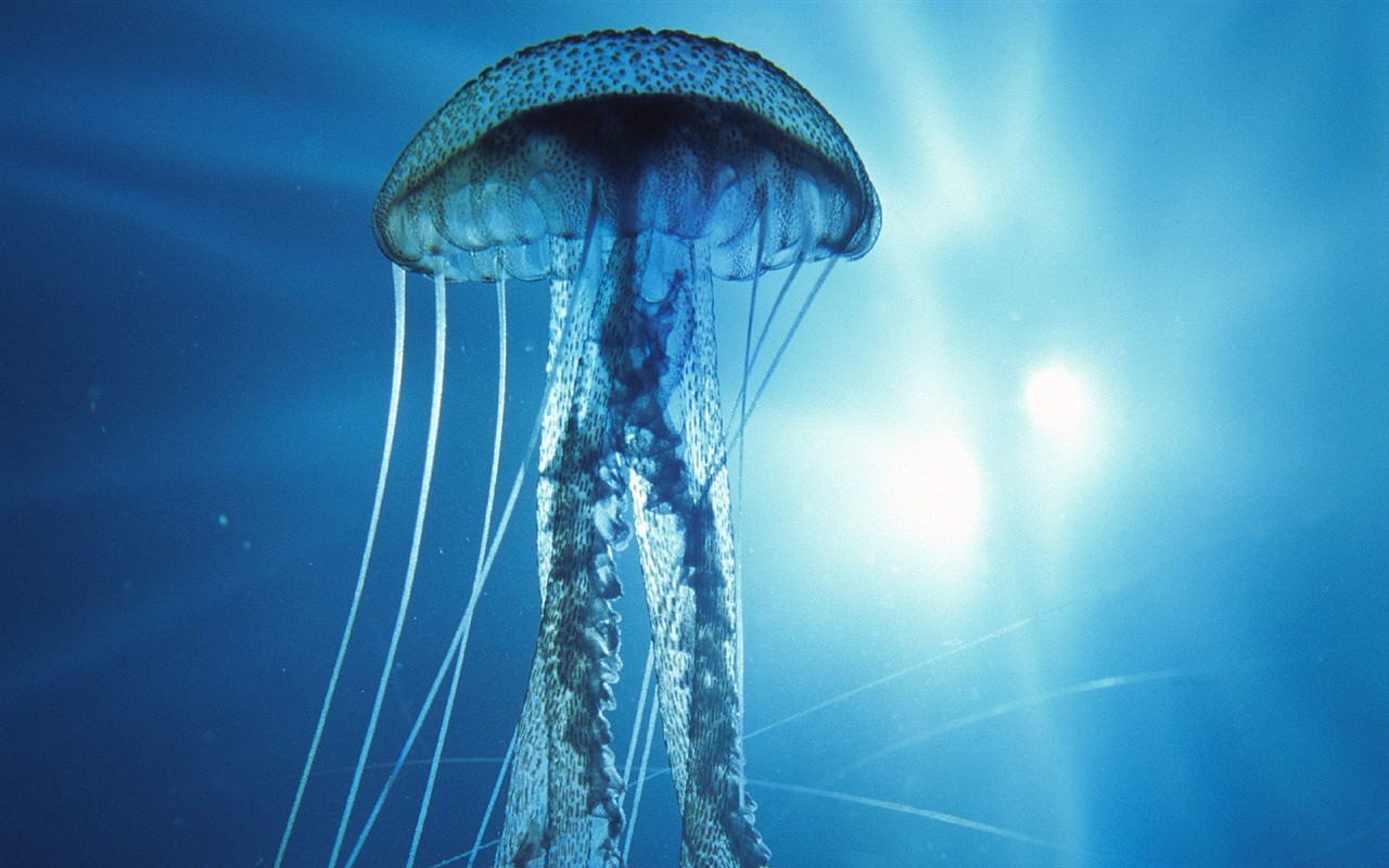海洋生物壁紙精選(二) #18 - 1280x800