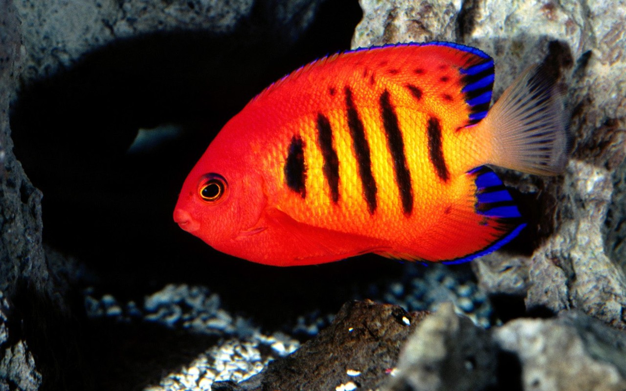 海洋生物壁紙精選(二) #23 - 1280x800