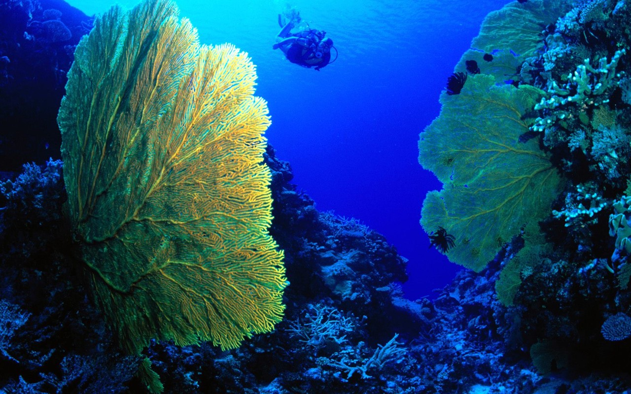 海洋生物壁紙精選(二) #26 - 1280x800