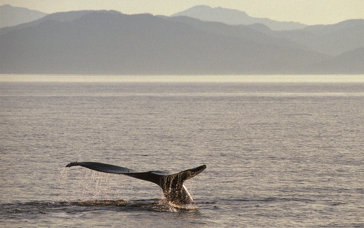 海洋生物壁紙精選(二) #30 - 1280x800