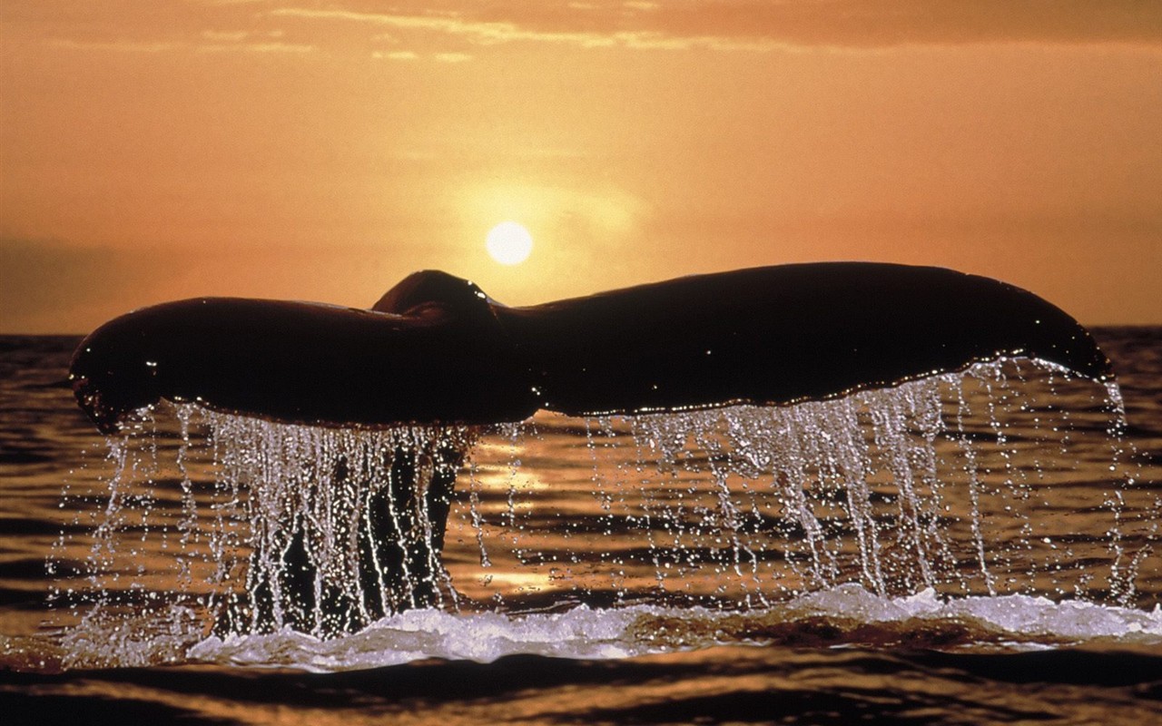 海洋生物壁紙精選(二) #31 - 1280x800