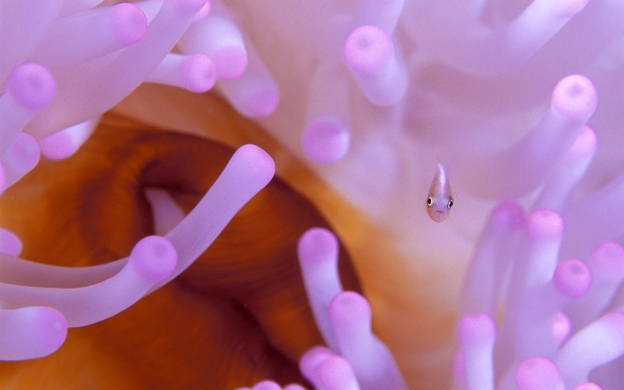 Marine Life Wallpaper Selection (2) #36 - 1280x800