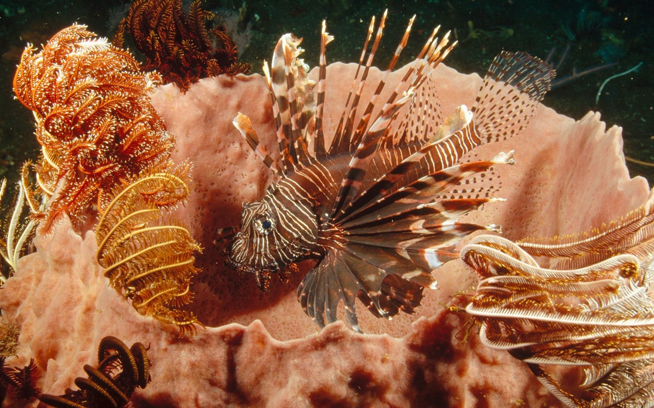 Marine Life Wallpaper výběr (2) #40 - 1280x800