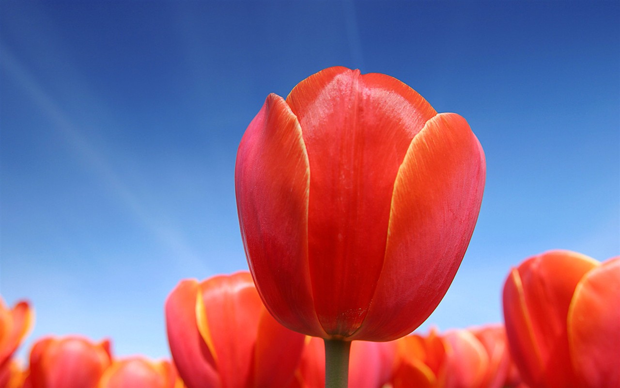 Windows7 官方壁紙 #5 - 1280x800