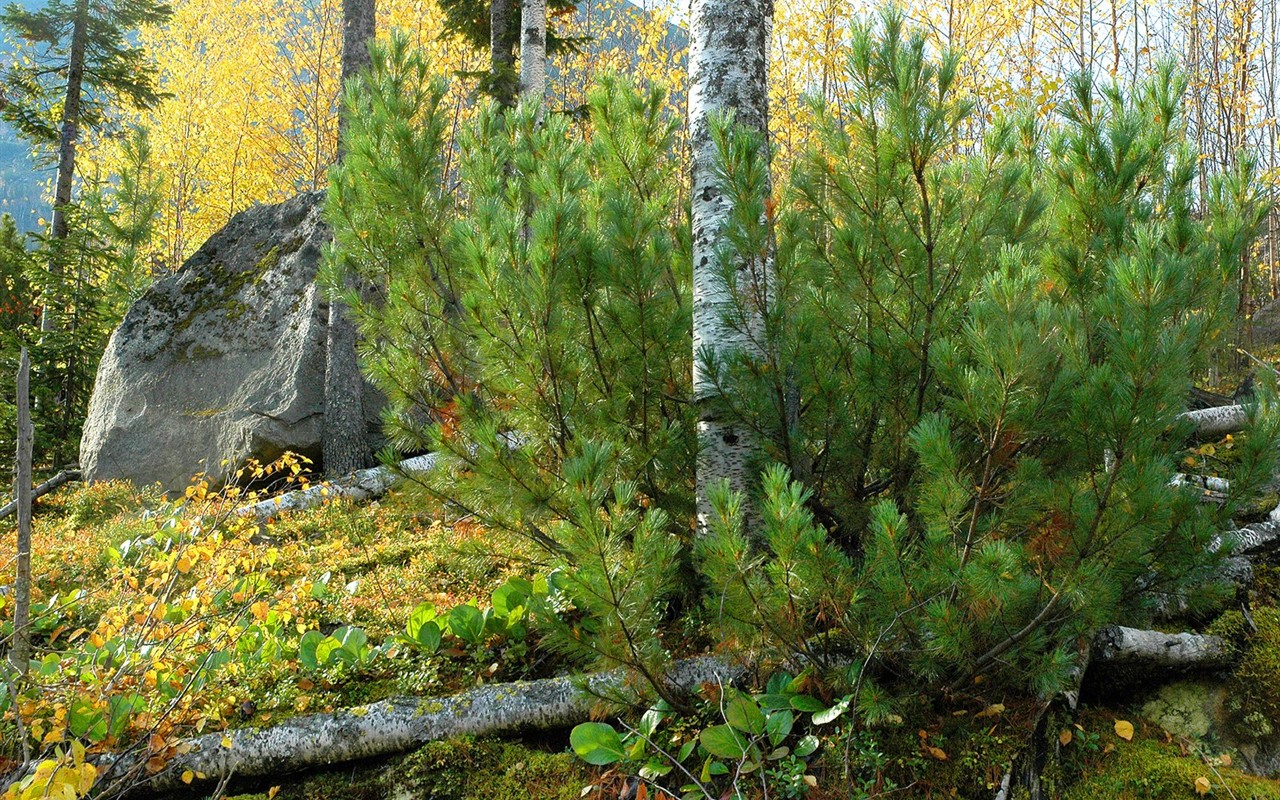 Beautiful natural scenery in Siberia #10 - 1280x800