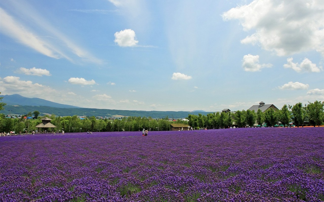 paysage de campagne Hokkaido #4 - 1280x800