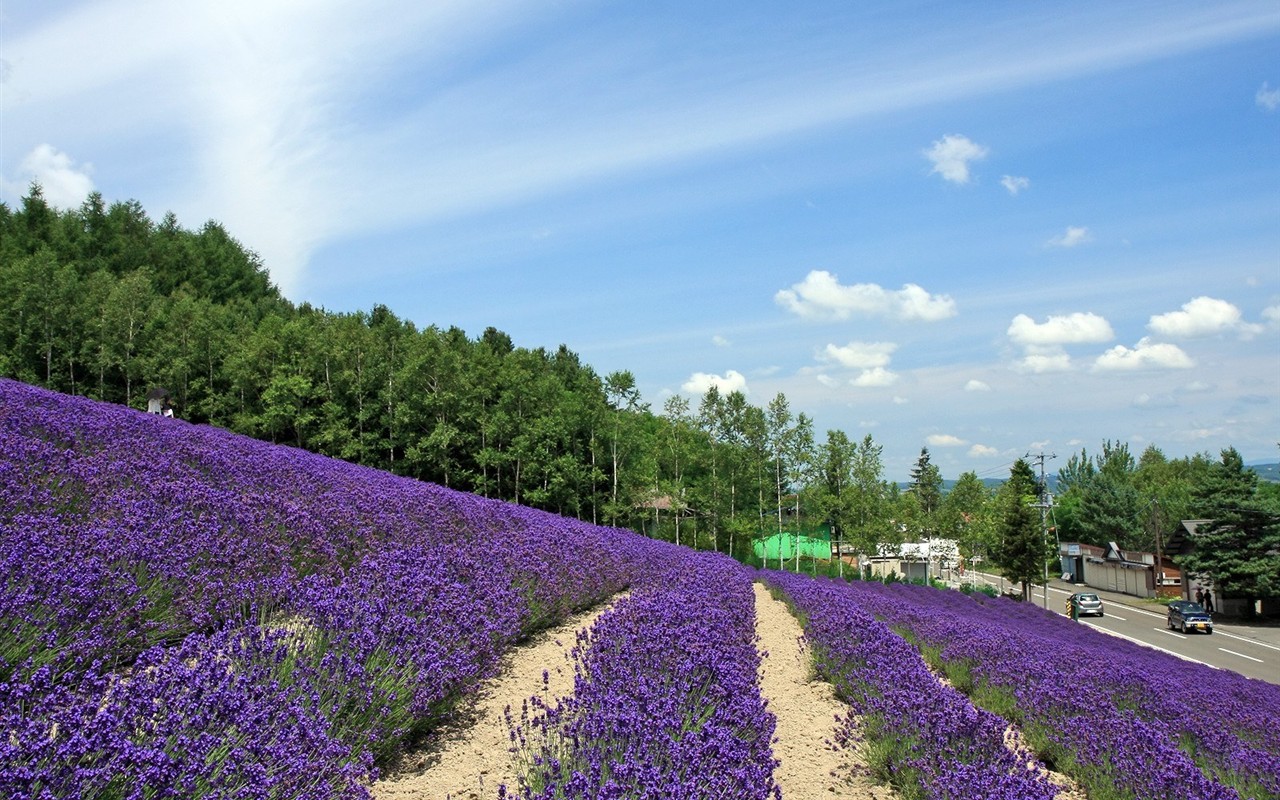 夏日北海道郊外风景5 - 1280x800