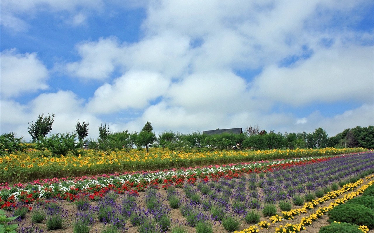 Hokkaido countryside scenery #6 - 1280x800