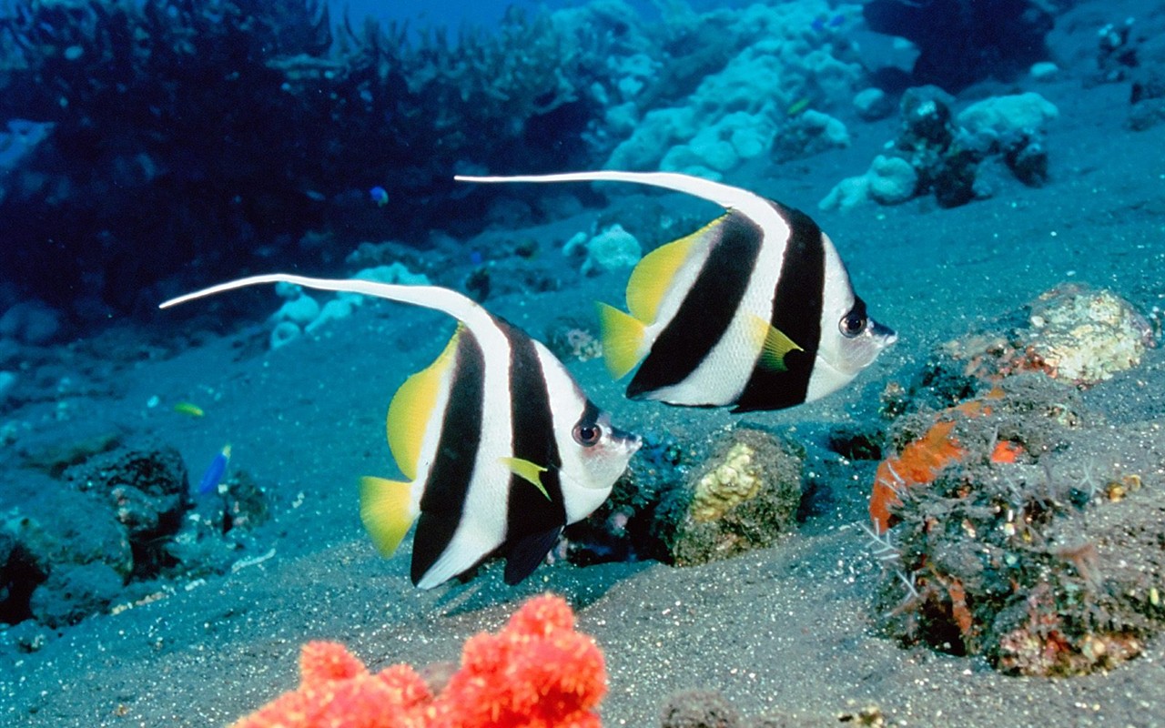 Marine Life Wallpaper Selection (3) #1 - 1280x800