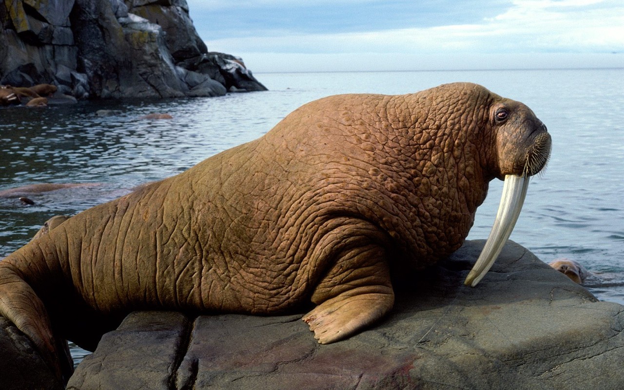 海洋生物壁紙精選(三) #3 - 1280x800