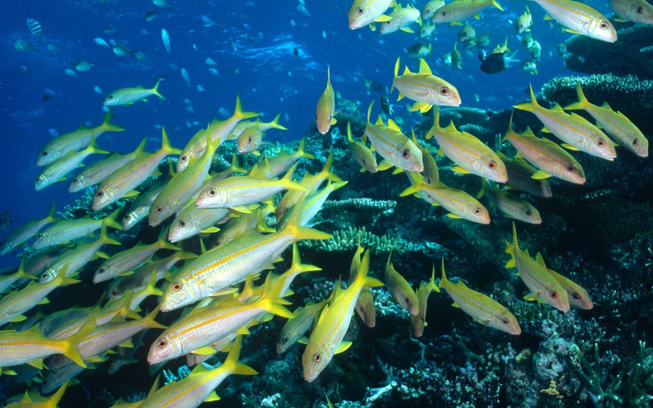 海洋生物壁紙精選(三) #5 - 1280x800