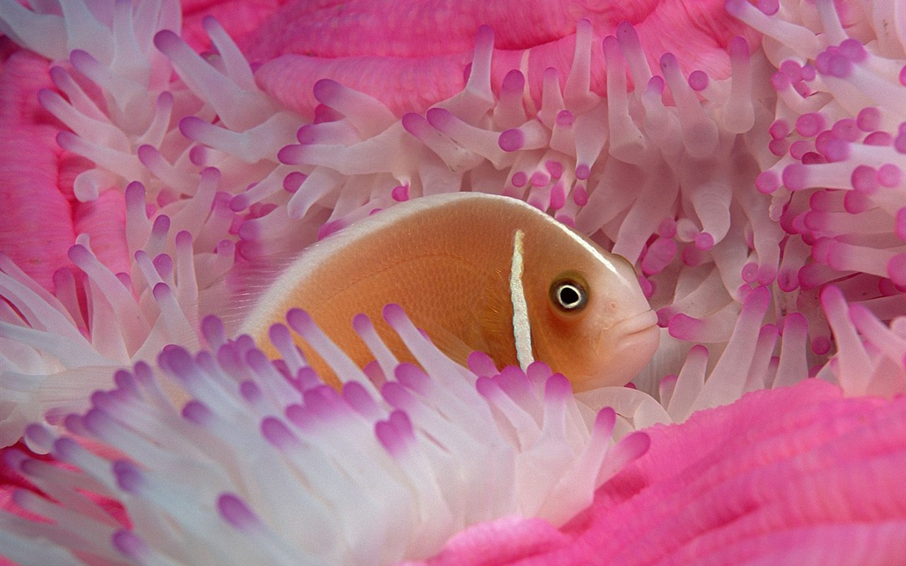 海洋生物壁紙精選(三) #10 - 1280x800