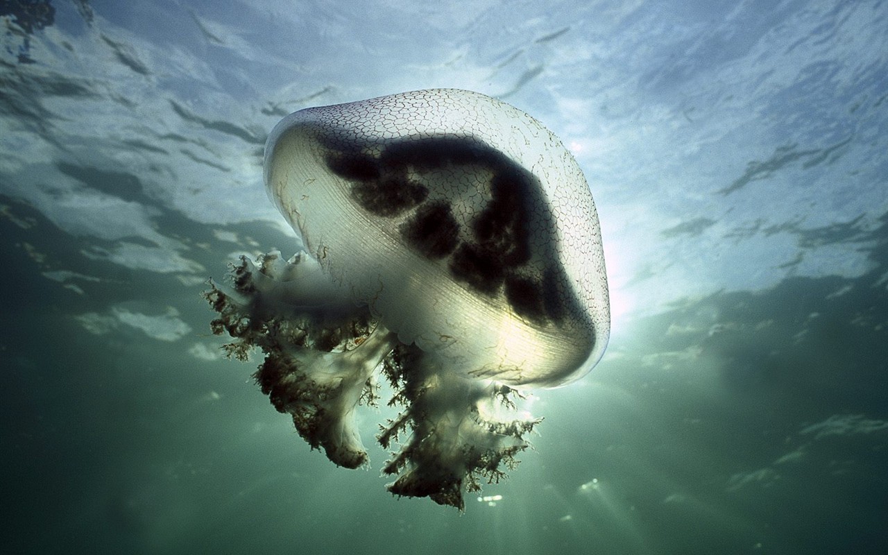 Marine Life Wallpaper Selection (3) #13 - 1280x800