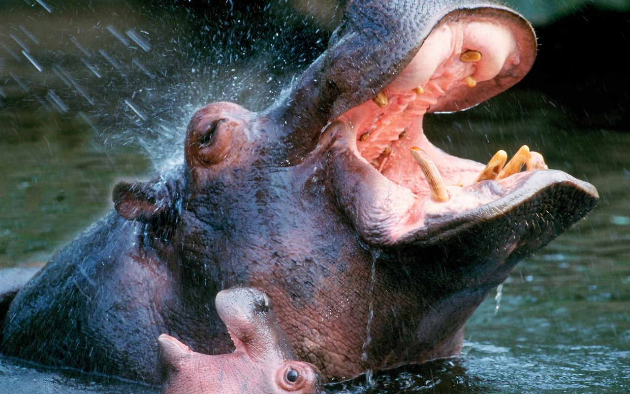 Hippo Photo Wallpaper #1 - 1280x800