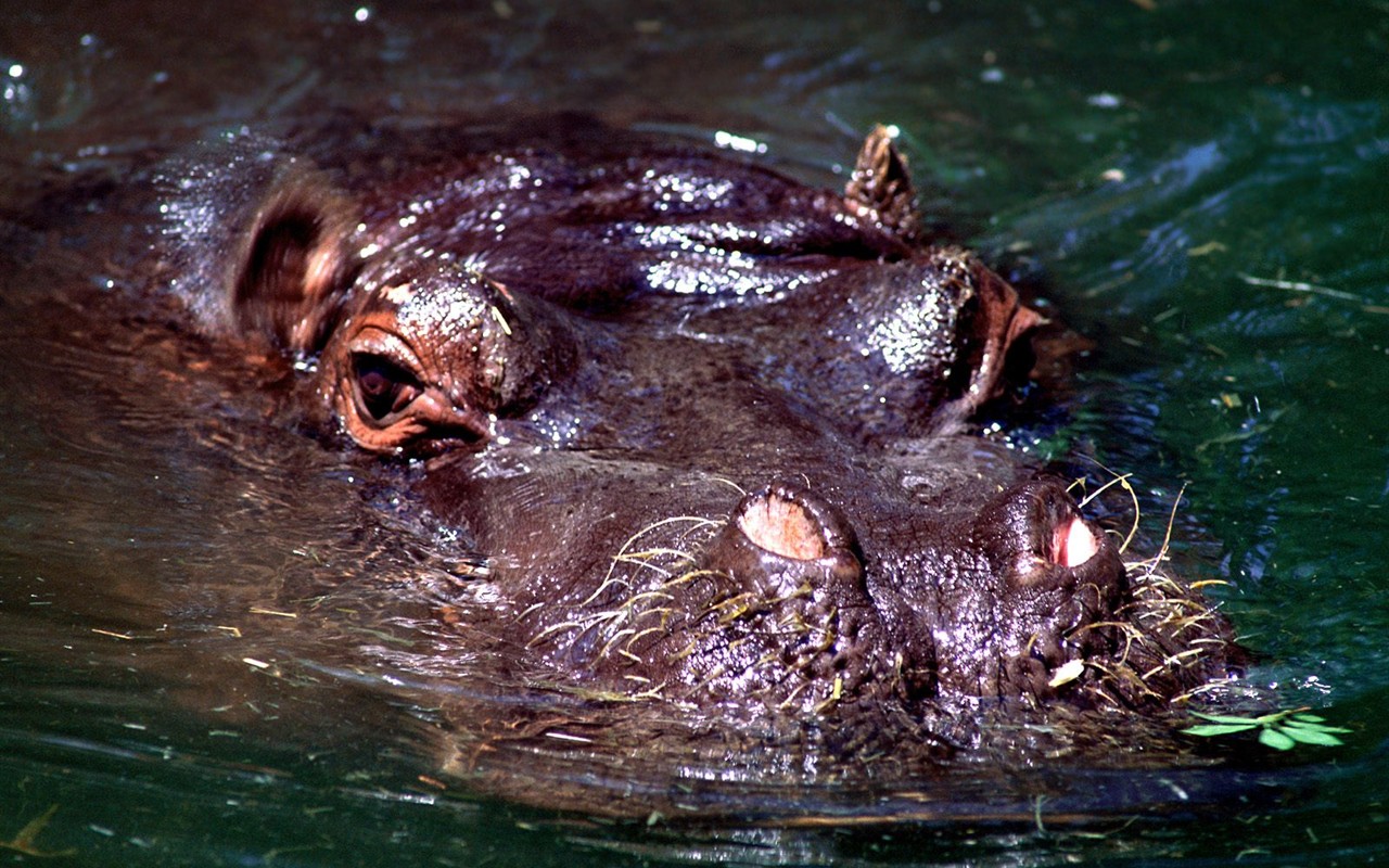 Hippo Foto Wallpaper #3 - 1280x800