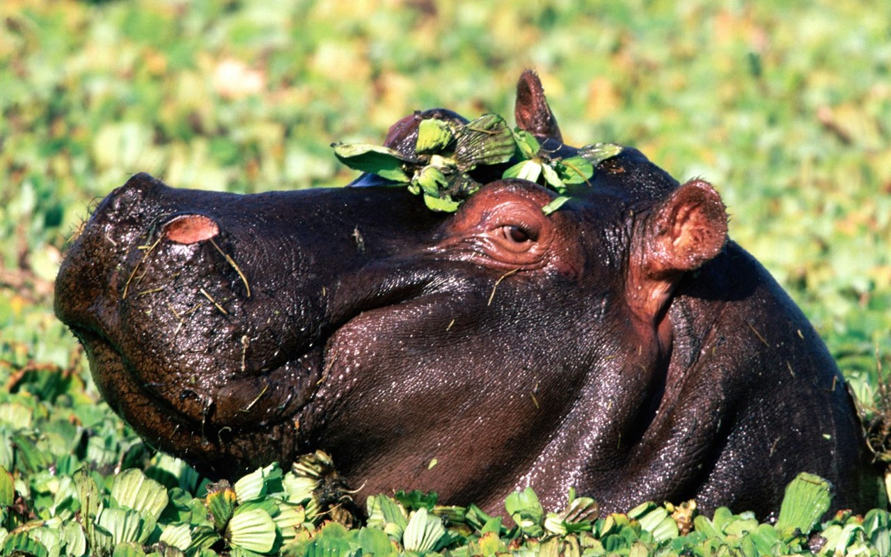 Hippo Foto Wallpaper #6 - 1280x800