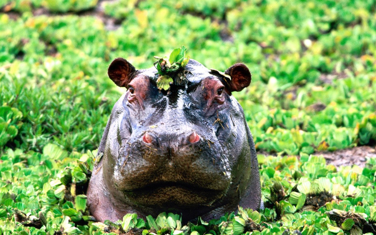 Hippo Foto Wallpaper #10 - 1280x800