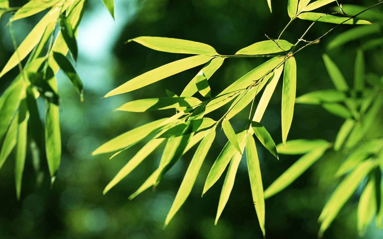 Green bamboo wallpaper #1 - 1280x800