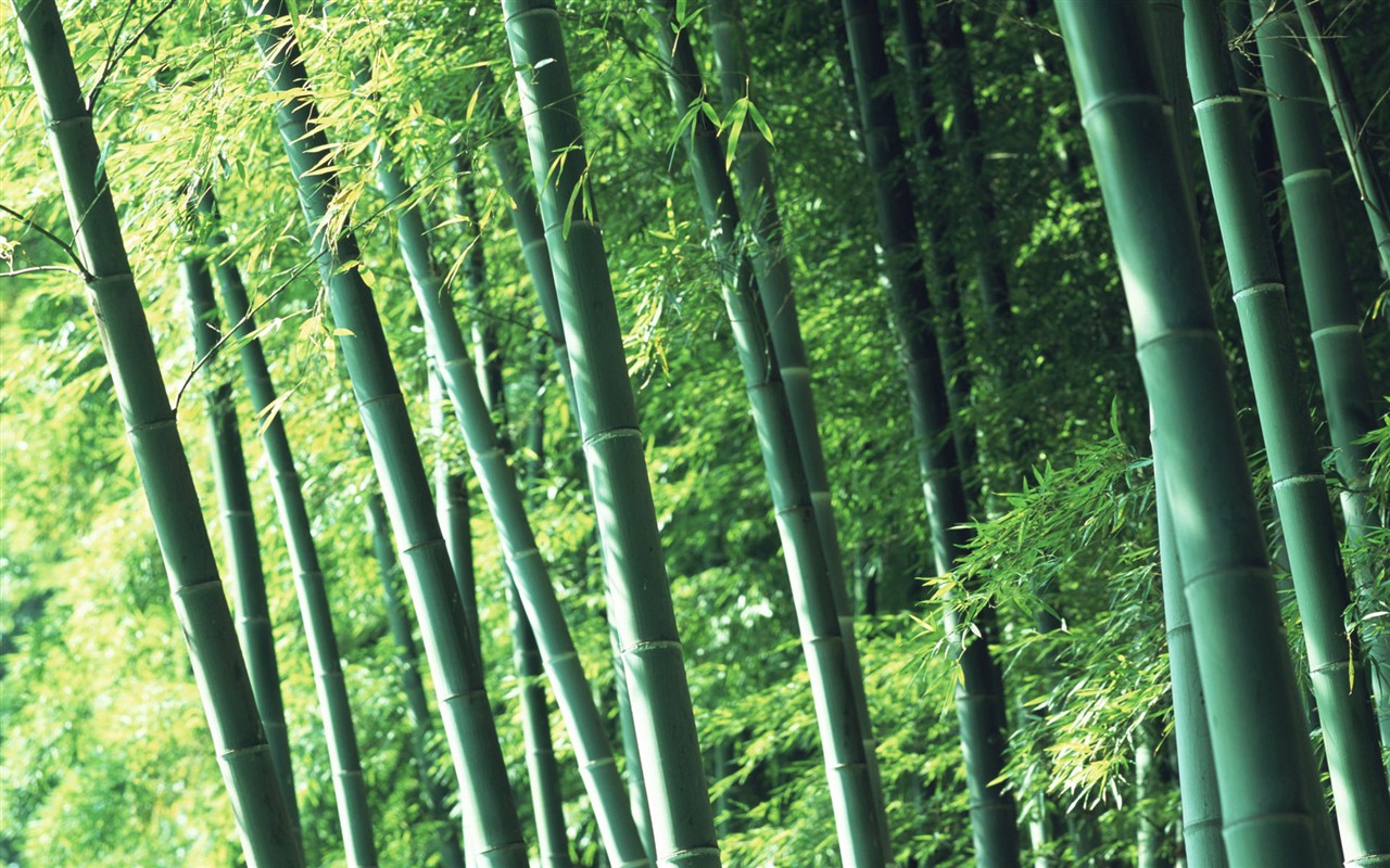 Green bamboo wallpaper #2 - 1280x800