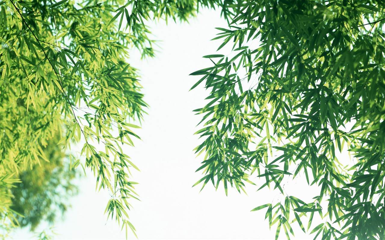 Green bamboo wallpaper #5 - 1280x800