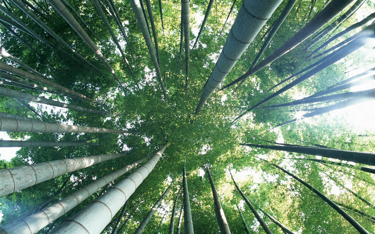Green bamboo wallpaper #7 - 1280x800