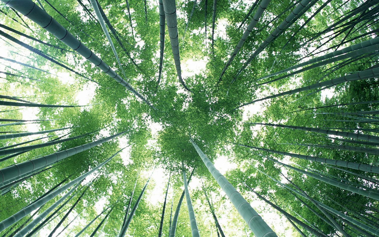 Green bamboo wallpaper #8 - 1280x800