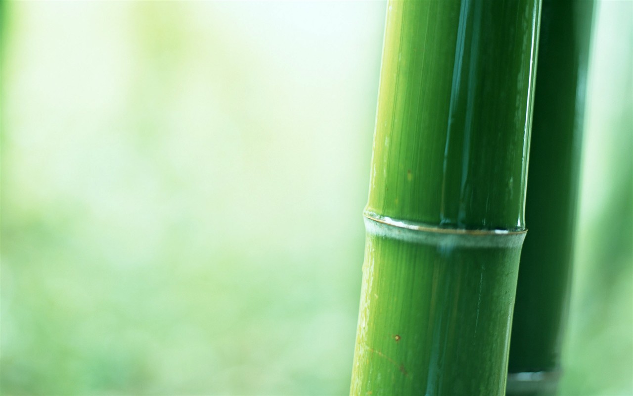Fond d'écran de bambou vert #10 - 1280x800