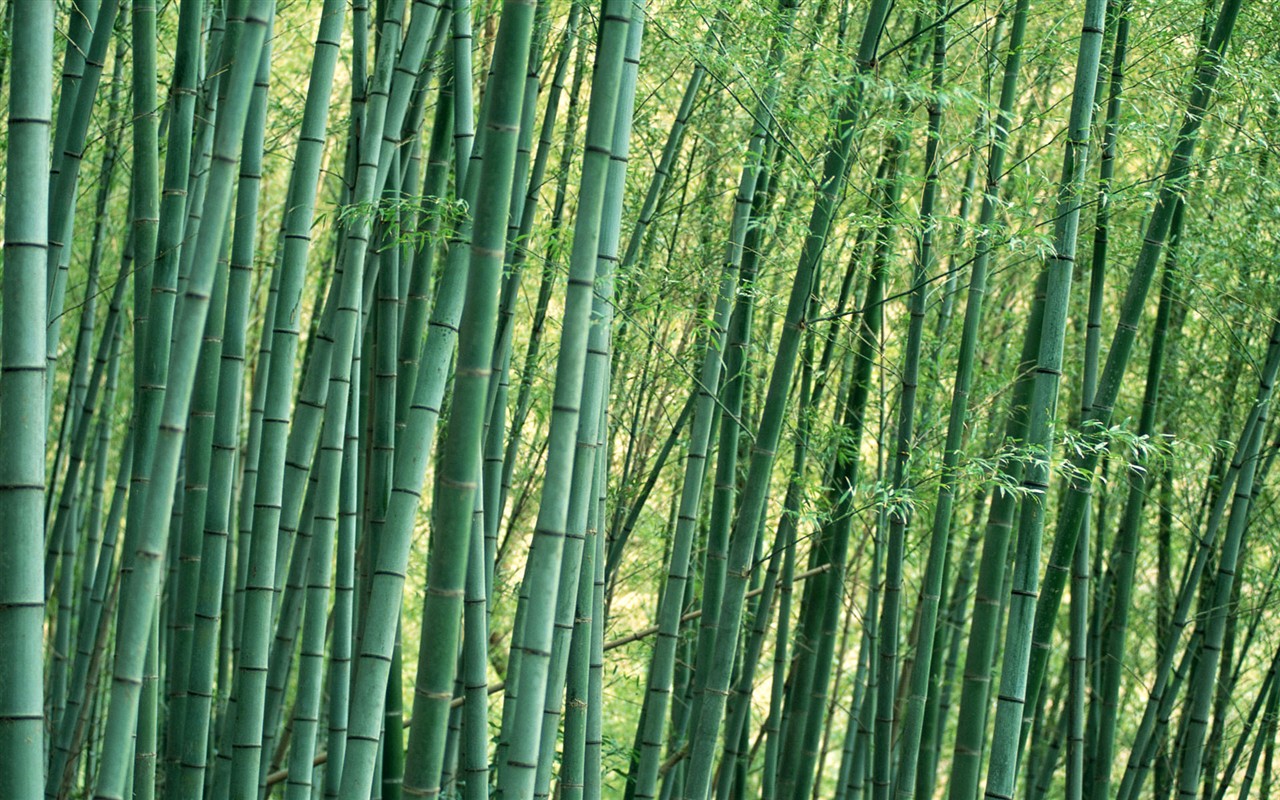 Green bamboo wallpaper #11 - 1280x800