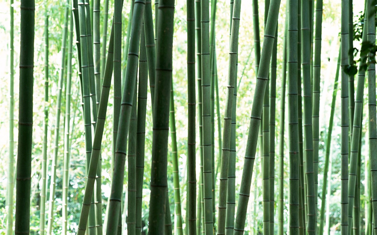 Green bamboo wallpaper #12 - 1280x800