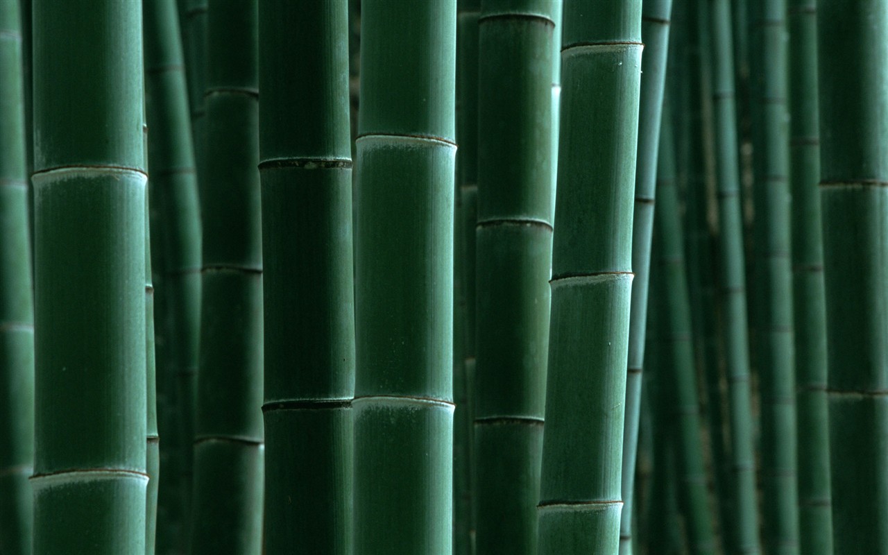 Green bamboo wallpaper #16 - 1280x800