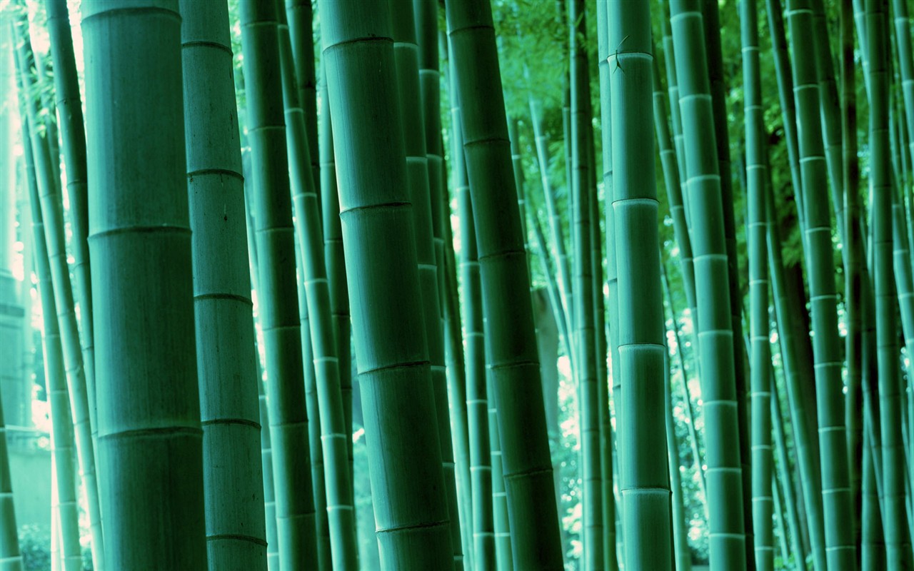 Green bamboo wallpaper #17 - 1280x800