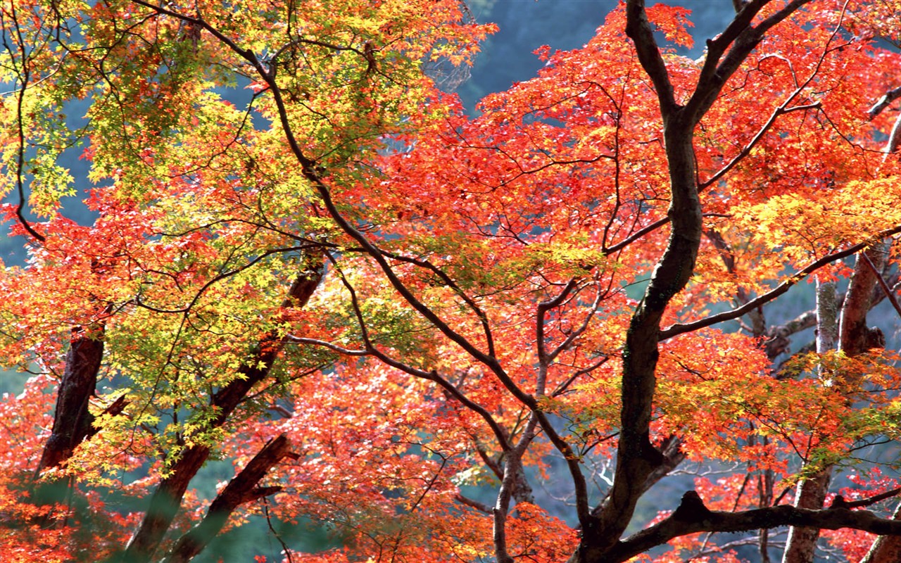 Listy HD Tapety Album #1 - 1280x800