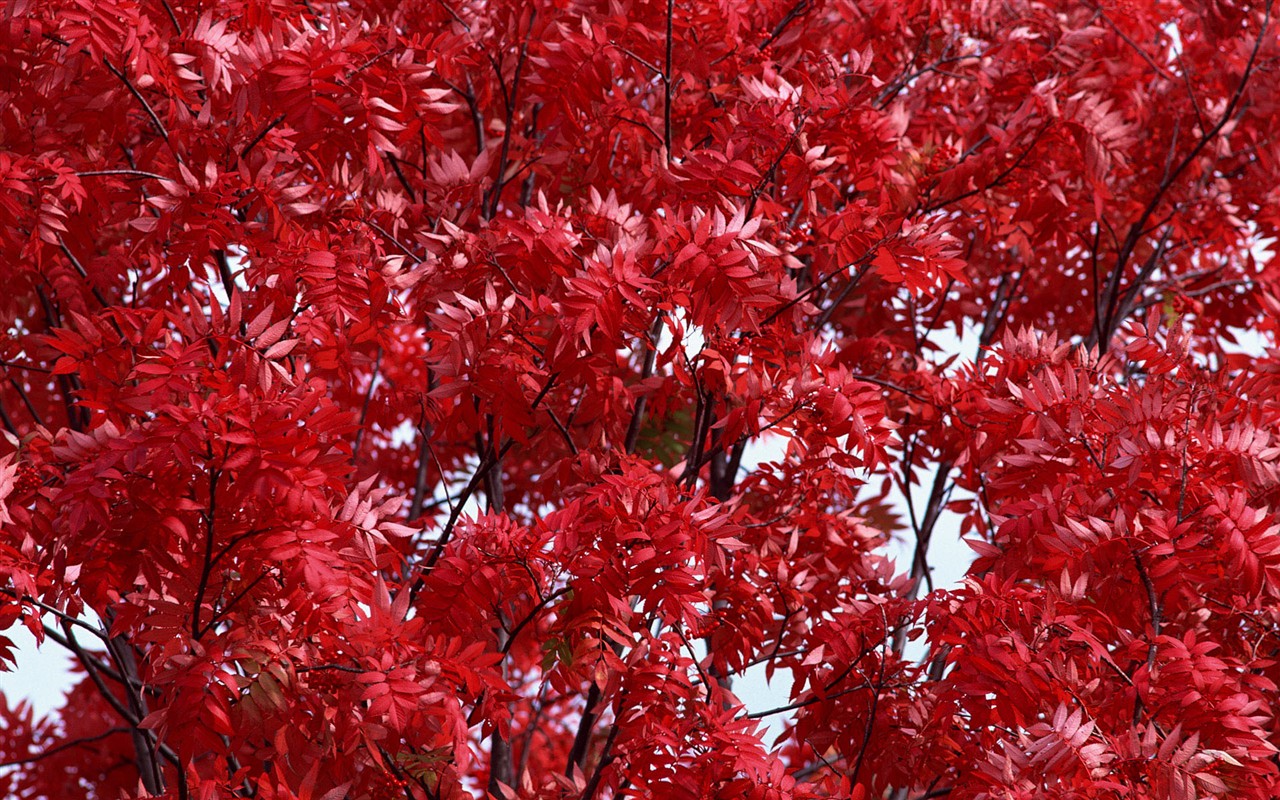 红叶高清壁纸专辑2 - 1280x800