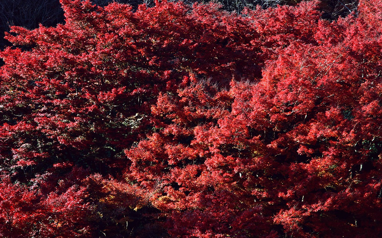 紅葉高清壁紙專輯 #7 - 1280x800
