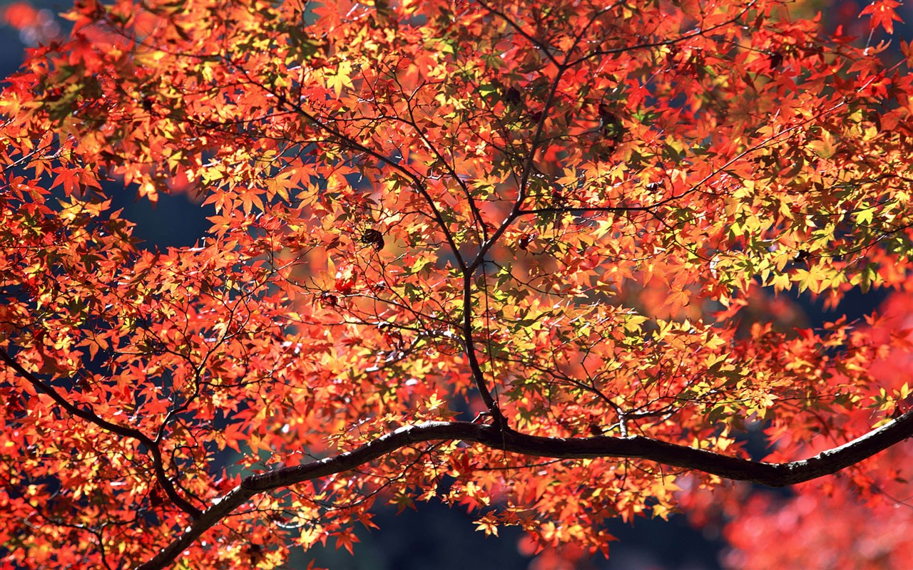 Leaves HD Wallpapers Album #9 - 1280x800